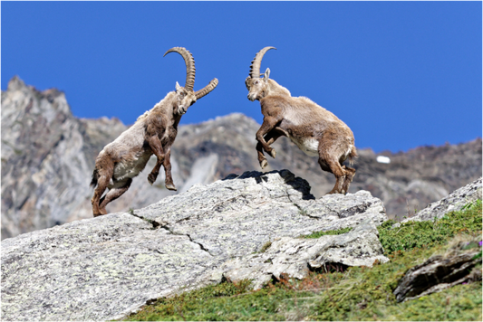 Bouquetin / Ibex