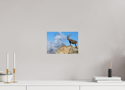 Bouquetin / Ibex