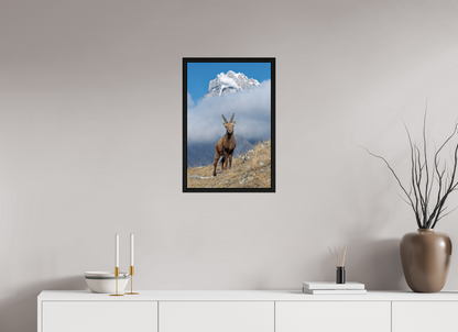 Bouquetin / Ibex
