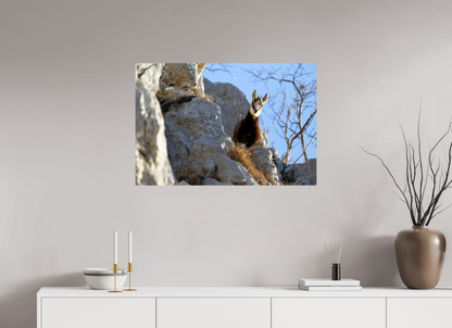 Chamois