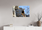 Chamois