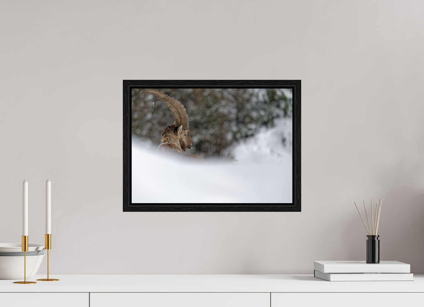 Bouquetin / Ibex