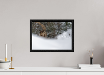 Bouquetin / Ibex