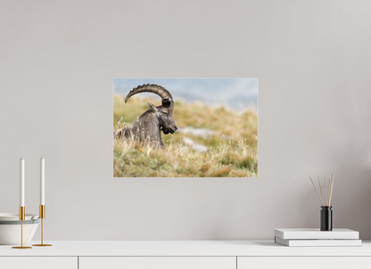 Bouquetin / Ibex