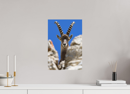 Bouquetin / Ibex