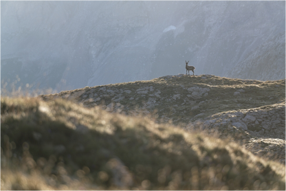 Bouquetin / Ibex