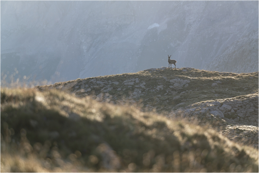 Bouquetin / Ibex