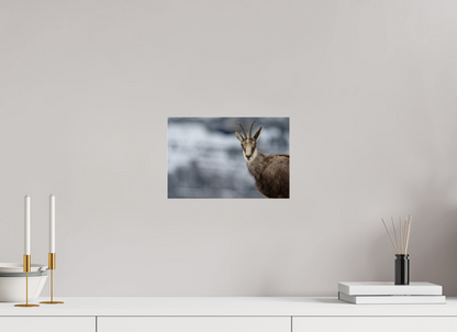 Chamois