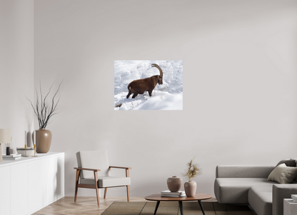 Bouquetin / Ibex