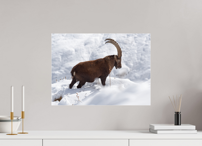 Bouquetin / Ibex