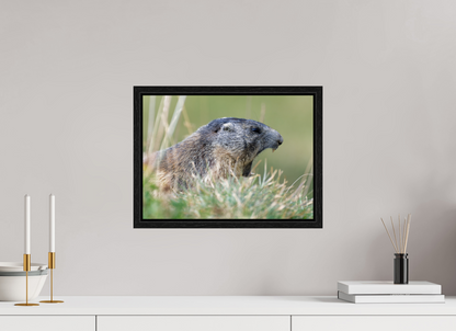 Marmotte / Groundhog
