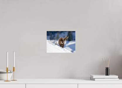Chamois