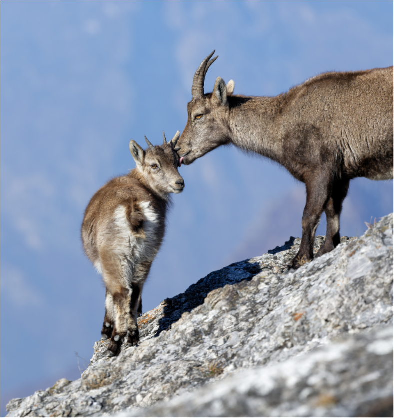 Bouquetin / Ibex