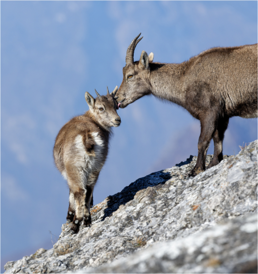 Bouquetin / Ibex