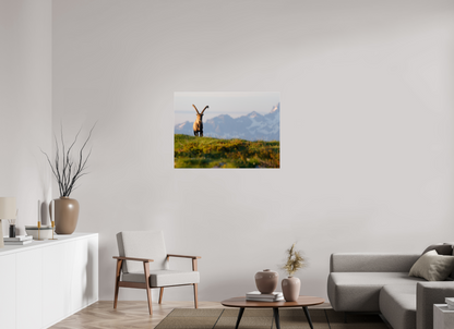 Bouquetin / Ibex