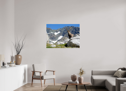 Bouquetin / Ibex