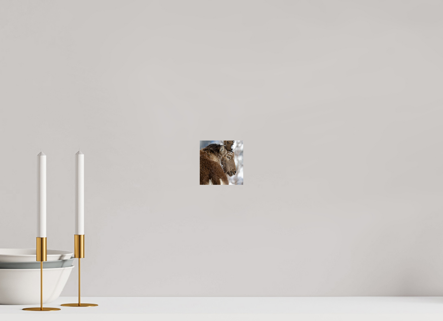 Bouquetin / Ibex