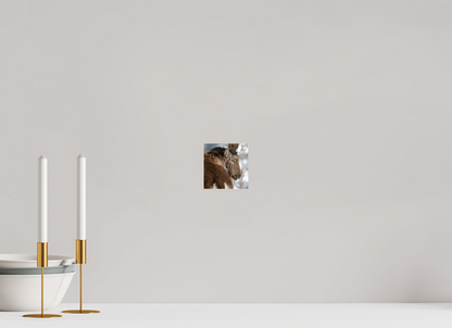 Bouquetin / Ibex