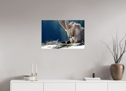Bouquetin / Ibex