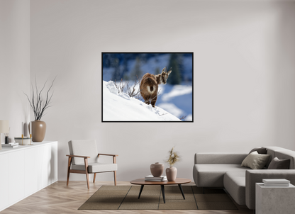 Chamois