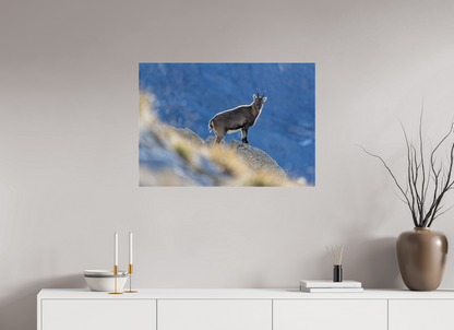 Bouquetin / Ibex