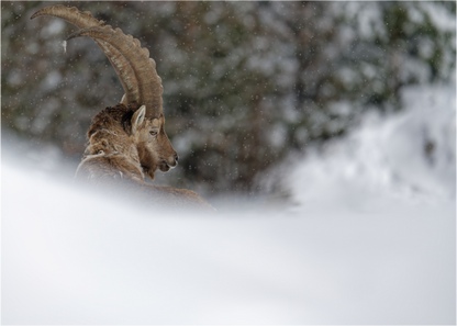 Bouquetin / Ibex