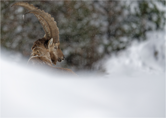 Bouquetin / Ibex
