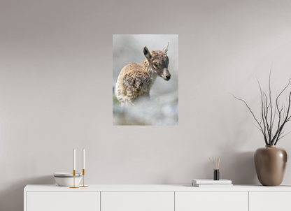Bouquetin / Ibex