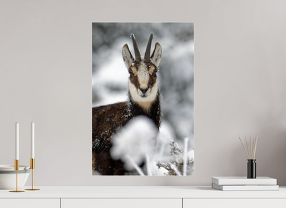 Chamois