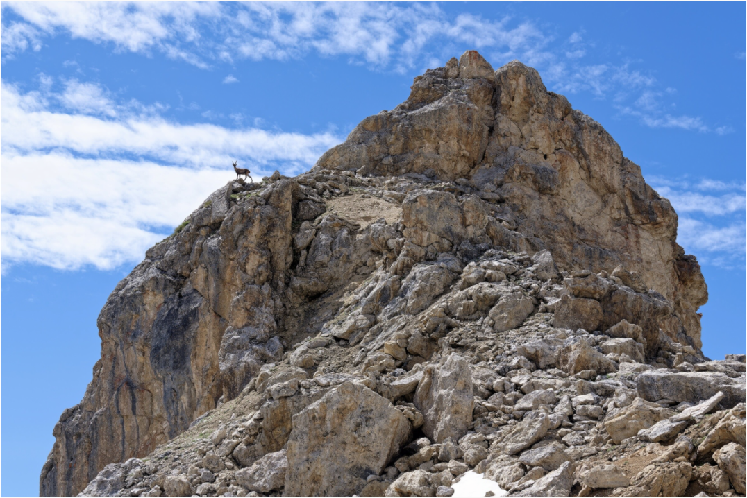 Bouquetin / Ibex