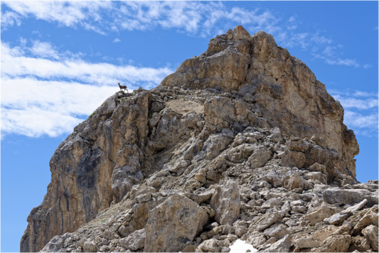 Bouquetin / Ibex