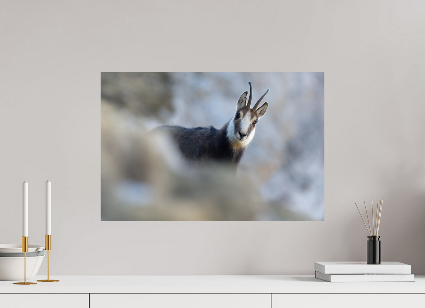 Chamois