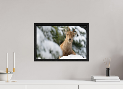 Bouquetin / Ibex