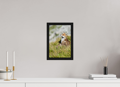 Autres animaux / Other animals