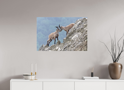 Bouquetin / Ibex
