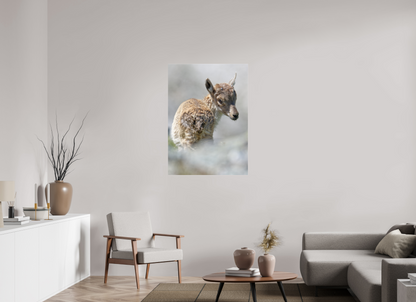 Bouquetin / Ibex
