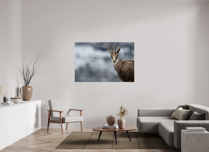 Chamois