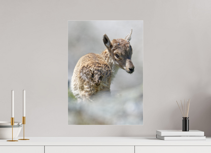 Bouquetin / Ibex