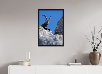 Bouquetin / Ibex