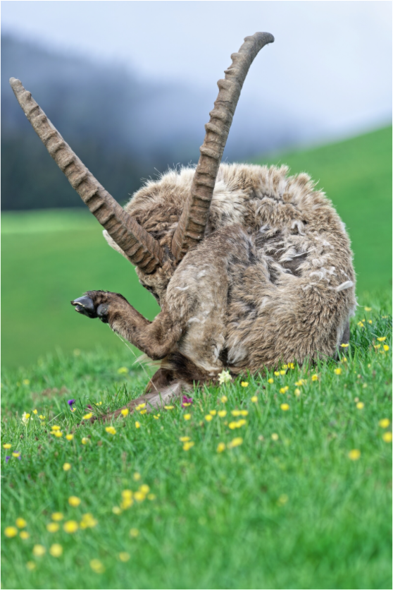 Bouquetin / Ibex