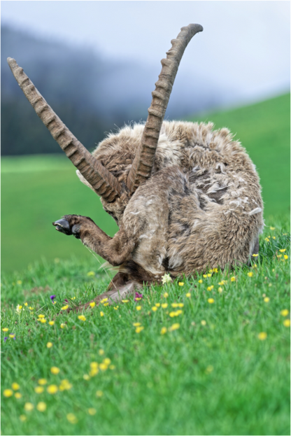 Bouquetin / Ibex