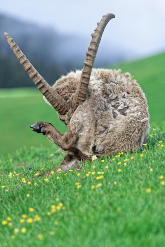 Bouquetin / Ibex