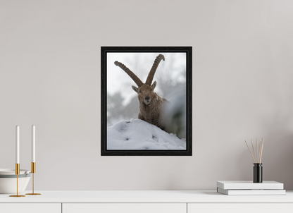 Bouquetin / Ibex