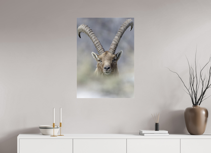 Bouquetin / Ibex