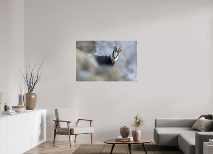 Chamois