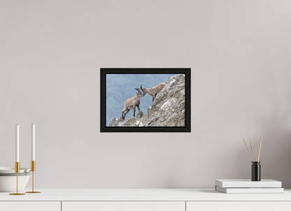 Bouquetin / Ibex