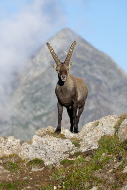 Bouquetin / Ibex
