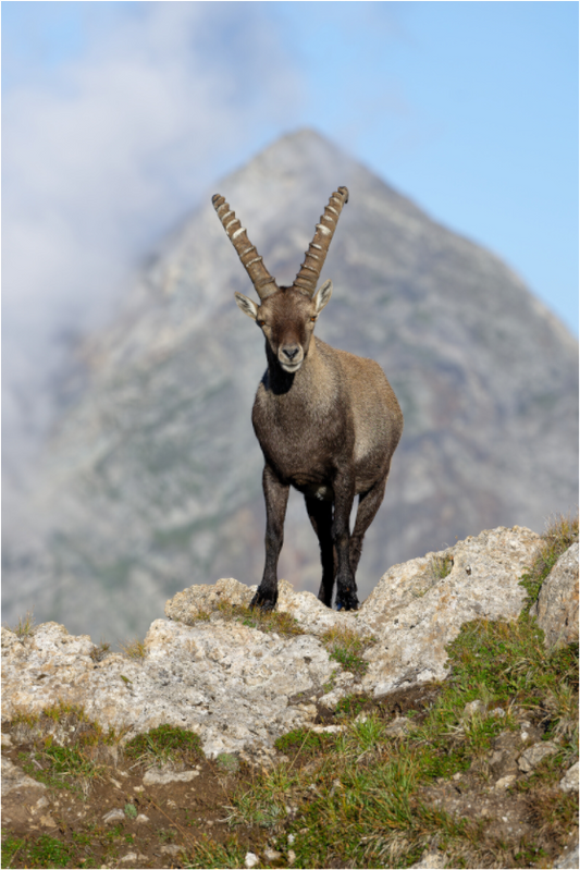 Bouquetin / Ibex