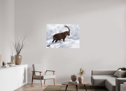 Bouquetin / Ibex