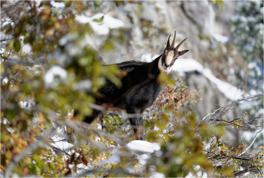 Chamois